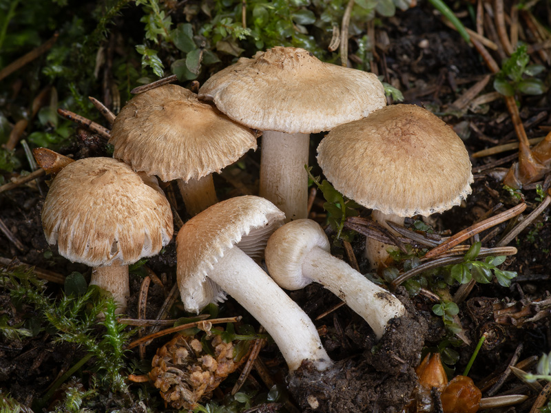 Inocybe ochroalba